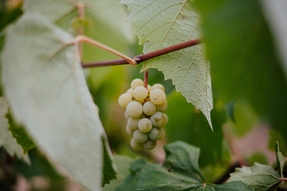look-at-the-fruit